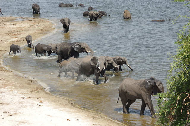 Elephants' beach