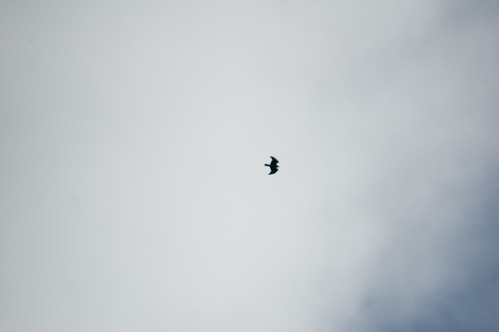 Osprey flying high overhead