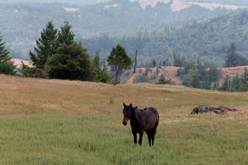 humboldtcounty northerncalifornia ranchanimal horse horseinmountainpasture threebirdsonhorsesback mountains californiamountains nikonfephotograph filmphotograph