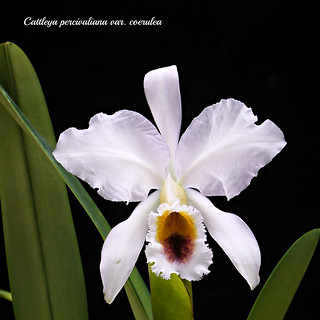 Cattleya percivaliana var. coerulea | by emmily1955