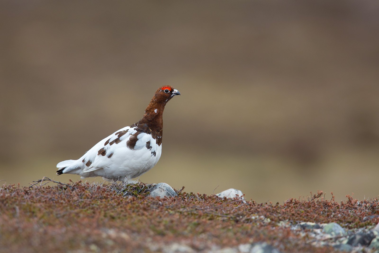 Lagopus lagopus | Willow Ptarmigan | dalripa