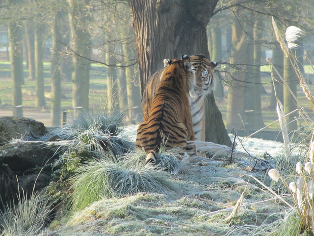 Tigers in the frost