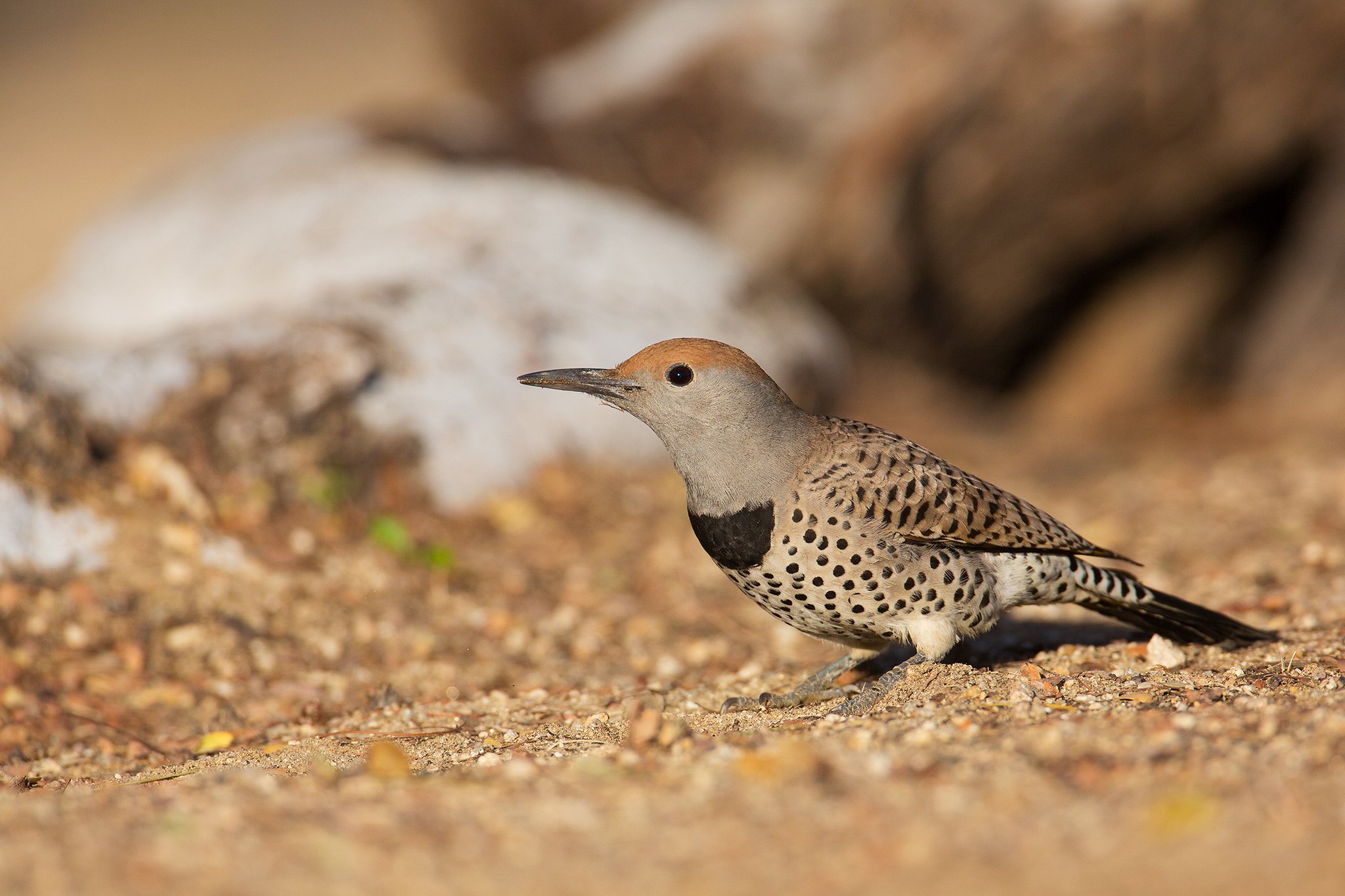Colaptes chrysoides | Gilded Flicker | saguarospett