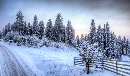 road blue trees winter sun white snow cold ice fence wonder landscape europe sweden wonderland lowsun kläppen