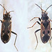 Flickr photo 'Rhyparochromus vulgaris' by: Martin Cooper Ipswich.