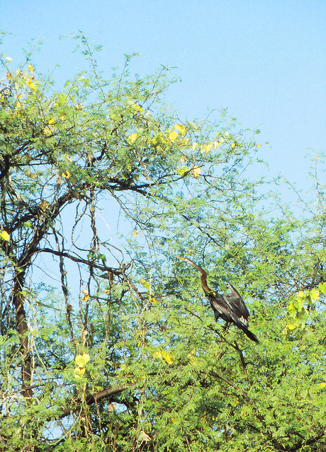 Indian darter (Anhinga melanogaster), Keoladeo Ghana National Park, Bharatpur