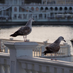 Sevastopol Seagulls