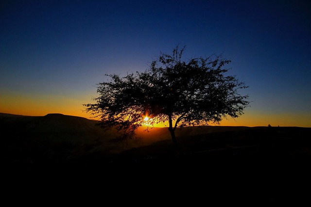 Lonely tree - Sde-Boqer - Negev-desert - Israel