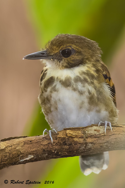 Spotted Antbird 5