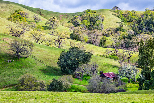 california usa tree landscape spring unitedstates outdoor hill pasture hillside santaclaracounty rangeland