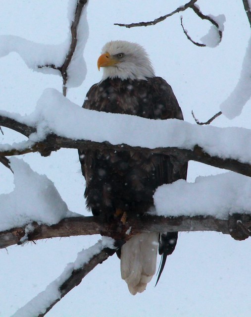 Bald Eagle Perching on Snowy Branch-Fremont Winema