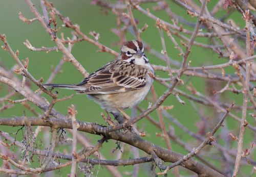 california birds unitedstates sparrow rare watsonville