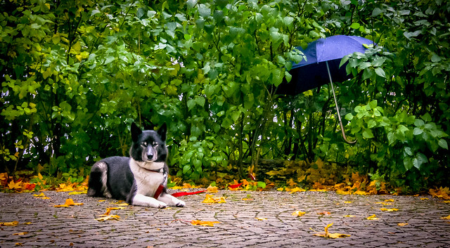Sled dog with umbrella