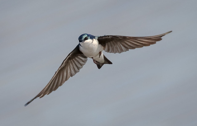 Incoming Tree Swallow
