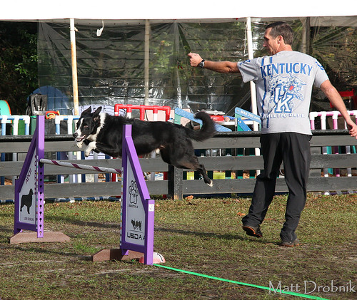 IMG_3376 | Saturday agility action with LCDA in Charleston, … | Flickr