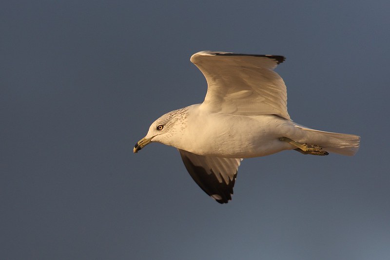 Larus delawarensis | Ring-billed Gull | ringnäbbad mås