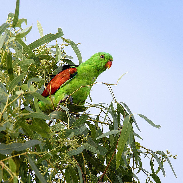 a red-winged parrot