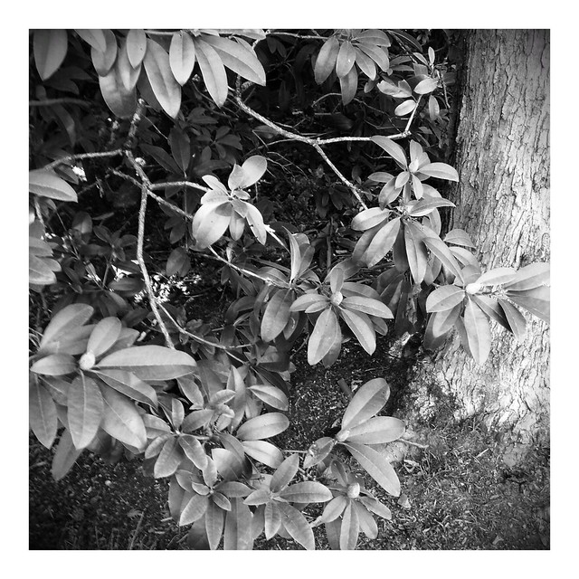 Rhododendron Leaves