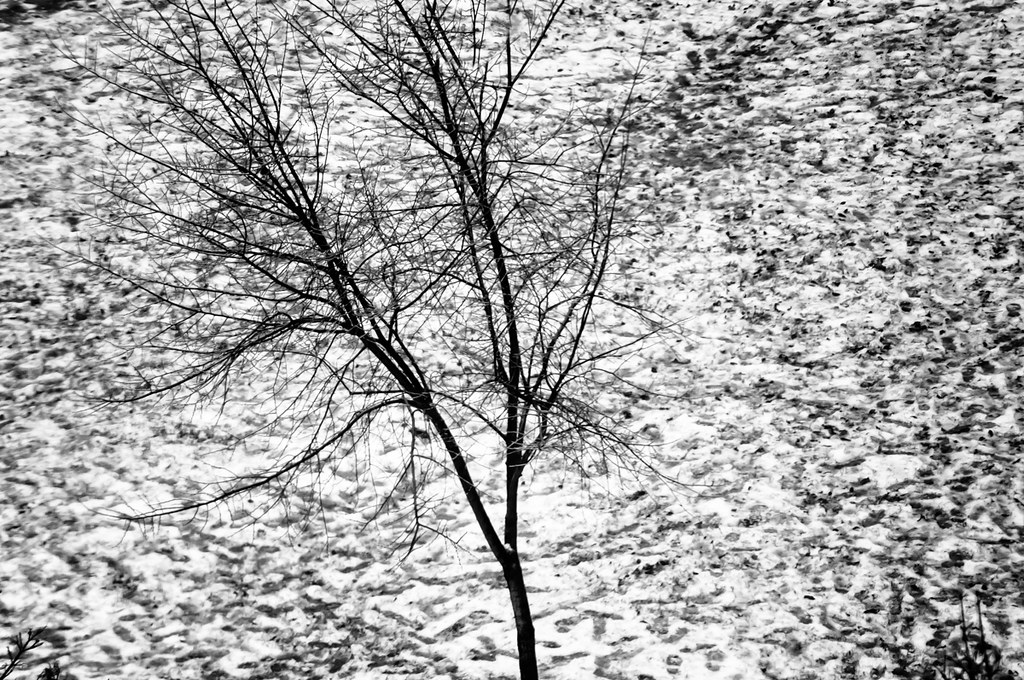 Stark Tree on Ice Lawn