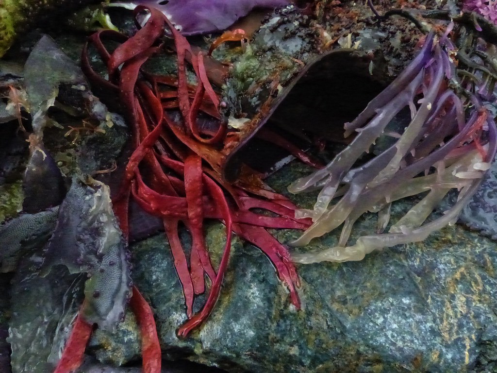 Seaweed and Serpentinite