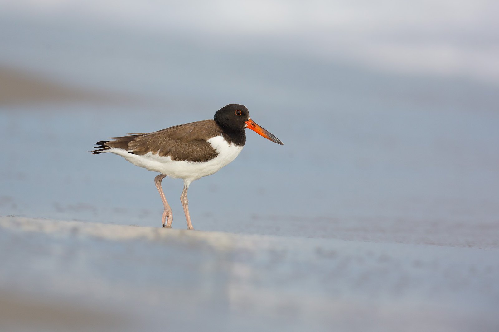 Haematopus palliatus | American Oystercatcher | amerikansk strandskata
