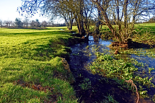 trees water grass leaves sunshine reeds suffolk stream village meadow eastanglia edwardstone riverbox dogmarten28
