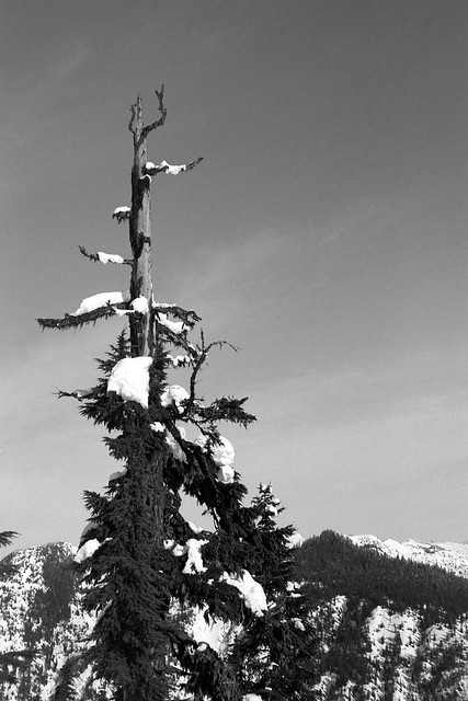 Tree on Cowboy Mountain
