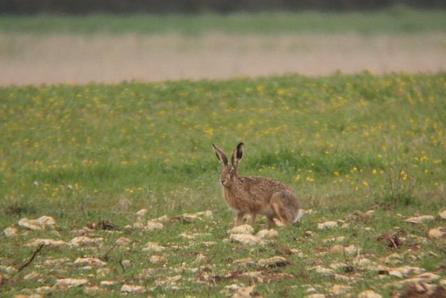 Lièvre d'Europe Lepus europaeus European hare