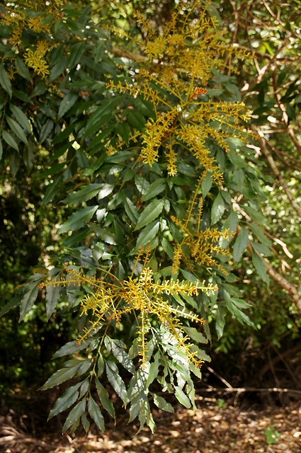Lomatia fraxinifolia - Black-leaved Silky Oak, Lomatia Silky Oak