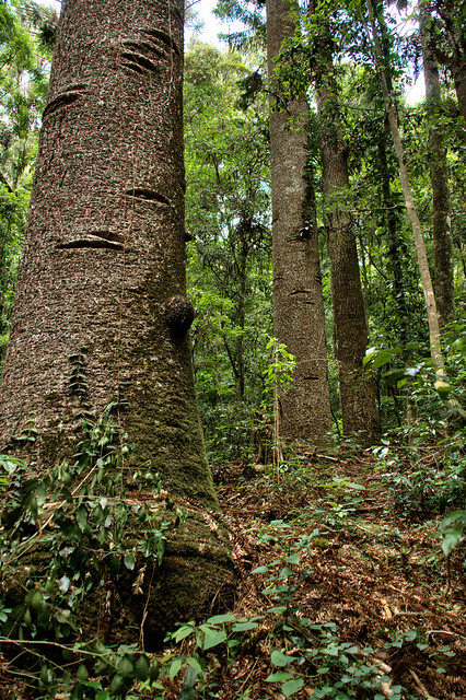 Inside of Bunya pine forest