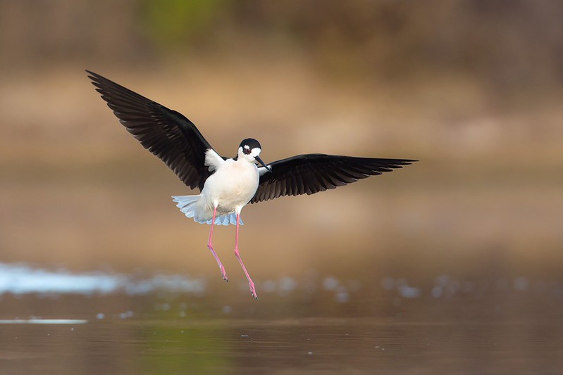 Himantopus mexicanus | Black-necked Stilt | amerikansk styltlöpare