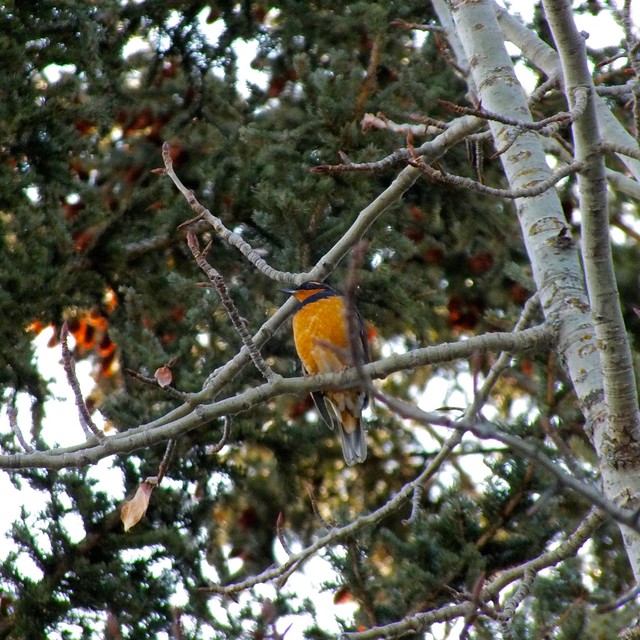 365-2-39 Unknown stunner spotted in Fish Creek Provincial Park - A Varied Thrush it seems!