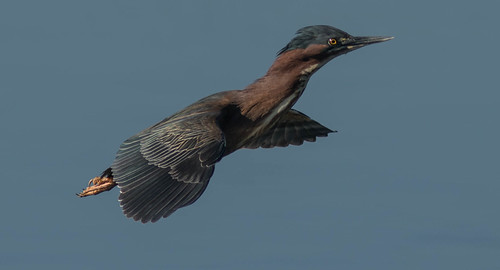 Gallinas Green Heron | by cetch1
