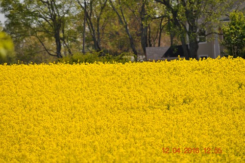 yellow elkmont canolafields