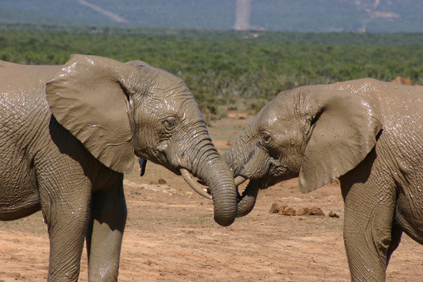 Elephant wrestling Addo Elephant Park, South Africa (Apr 2006)