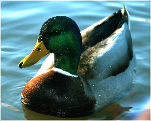 Just a Duck by janusz l