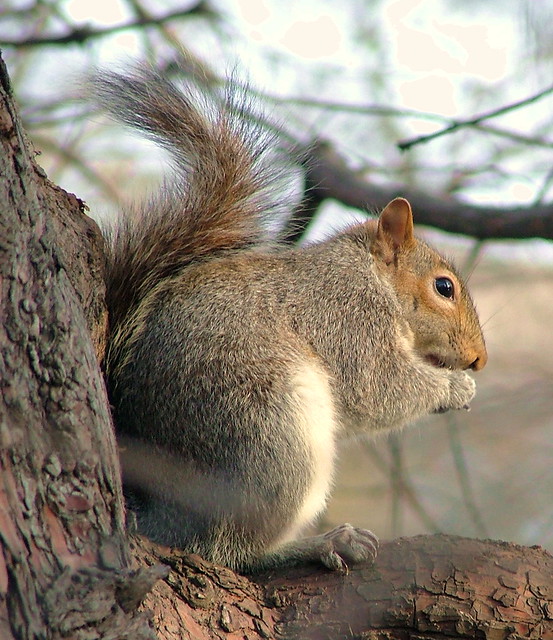 St James Park, London, England - Squirrel - February 17th 2007