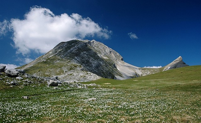 d0601104 | Le Grand Veymont (2341 m) und Le Petit Veymont oder L'Aiguilette (2120 m). Im Vordergrund Alpen-Hahnenfuß (Ranunculus alpinus). Vercors, 06.06.2006