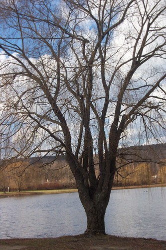 winter lake tree landscape
