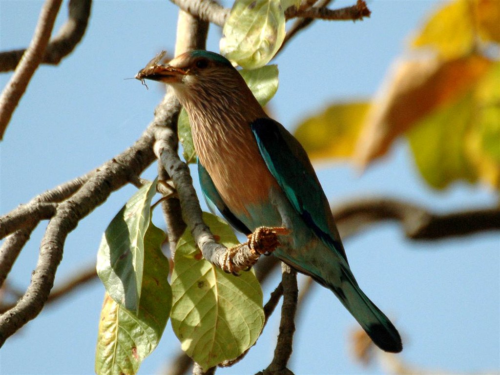 India Rolt INDIAN ROLLER_NEELKANTHA | en.wikipedia.org/wiki/Indian_Roll… | Flickr