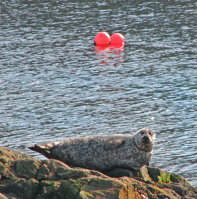 common seal at Portnahaven harbour