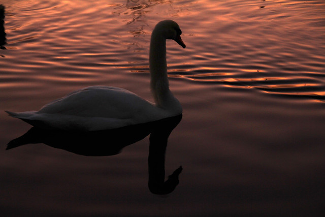 Swan in calm