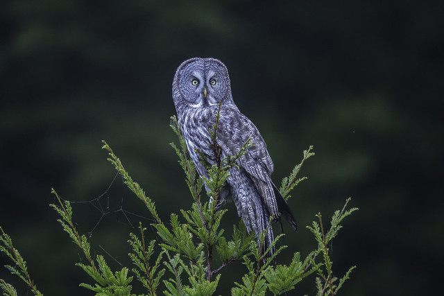 Great Grey Owl (602_1319-1)
