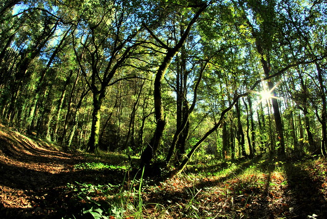 Entrada a fraga de Coiro - Entrance to the Coiro forest