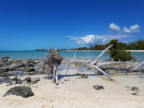 seaside outdoor driftwood northamerica caribbean bahamas seashore atlanticocean eleuthera princesscays treeskeleton exumasound cruise2016 privateportofcall westerlyside