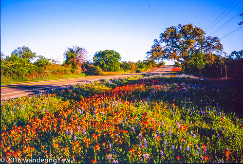 flower 120 film mediumformat texas bluebonnet 6x9 hillcountry wildflower filmscan texaswildflowers texashillcountry llanocounty fuji6x9 fujigw690