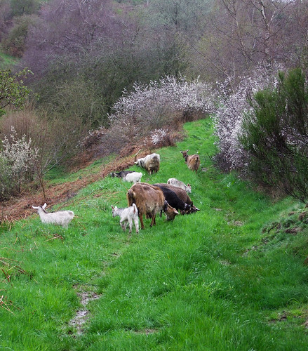 goats auvergne cabras chèvre massifcentral chevreaux hauteloire margeride chabre hautesterres marjarida chabrit