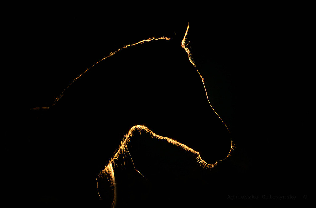 arabian stallion  by night