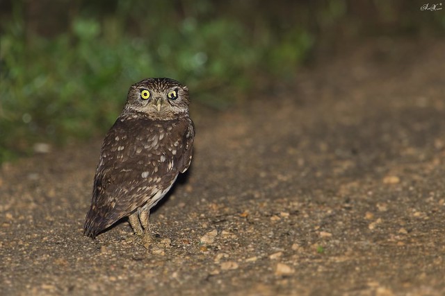 Mocho-galego, Little Owl (Athene noctua)