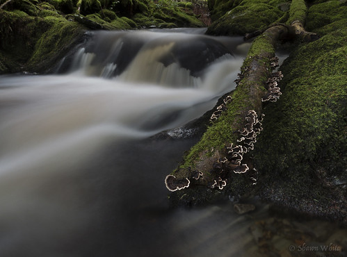 longexposure plant green nature water wales river waterfall moss stream colours place unitedkingdom decay cymru rapids fungi ceredigion slowexposure bracketfungi neutraldensity shawnwhite nantgau pontrhydygroes canon6d hafodestate